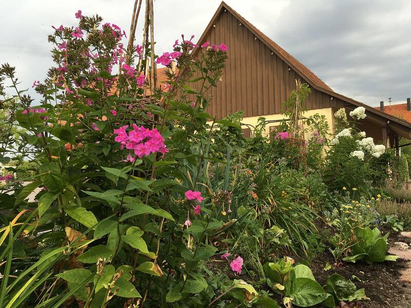 Beet des Essbaren Dorfs im Sommer