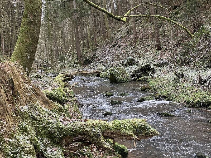 An einem frostigen Januarmorgen strömt der Tälesbach durch die Fuchsklinge.