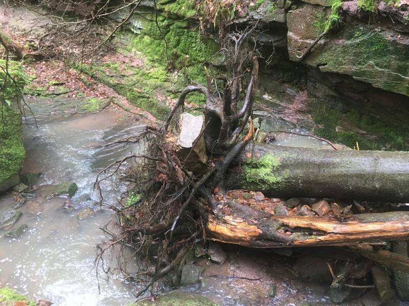 Der Brombach zeigt sich in der Wolfsschlucht nahe Ottenbronn von seiner wilden Seite.