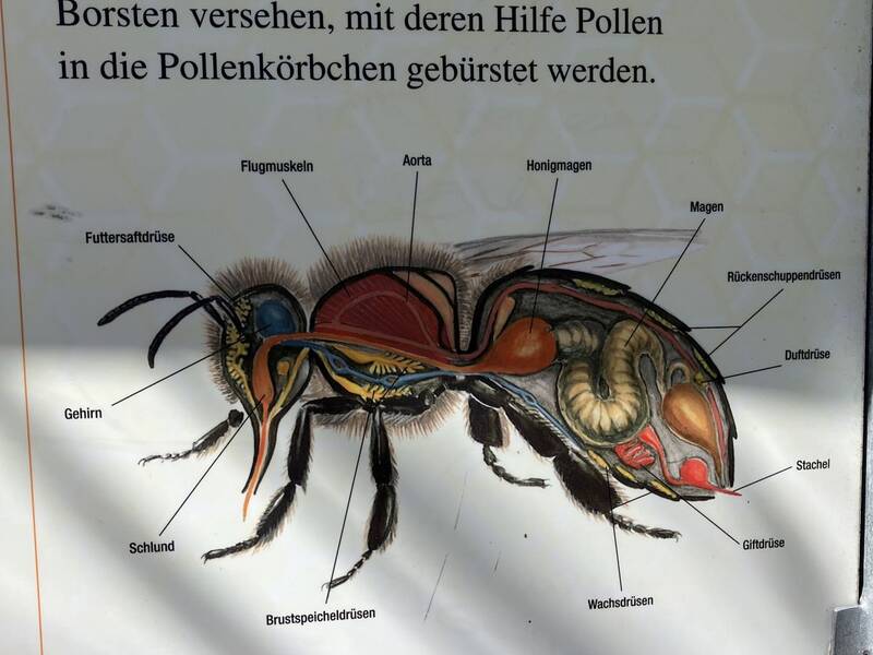 Eine Schautafel erklärt den Körperbau der Biene.