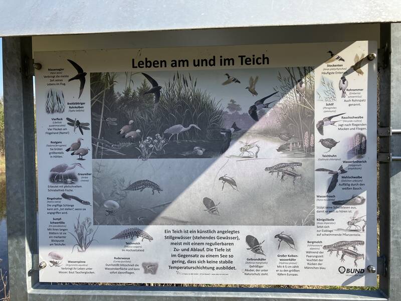 Schautafel am Biotop Althengstett: Leben am und im Teich