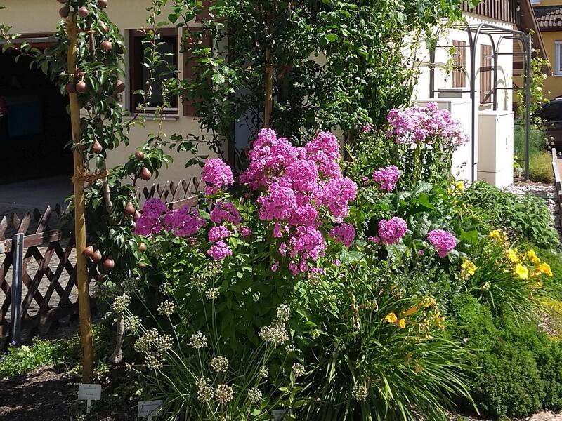 Phlox blüht in einem der Beete am Dorfplatz.