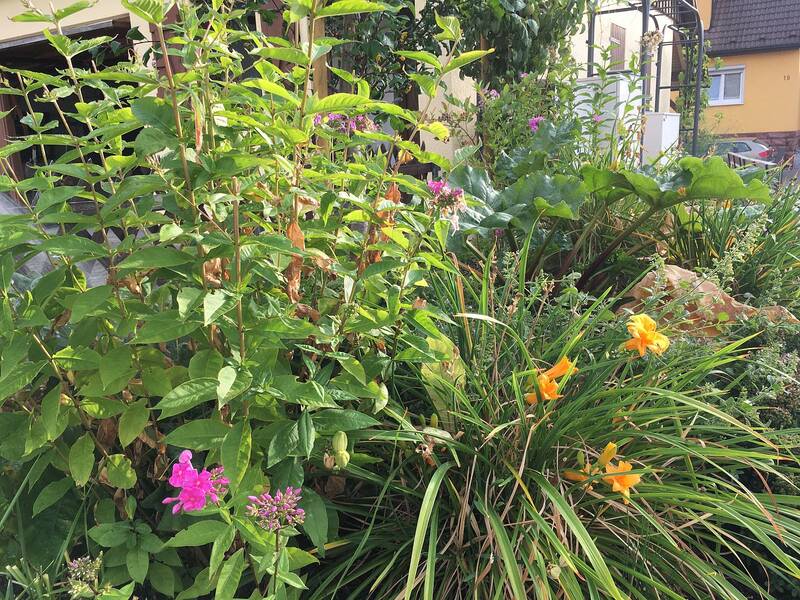 Phlox und Taglilien in einem der großen Beete