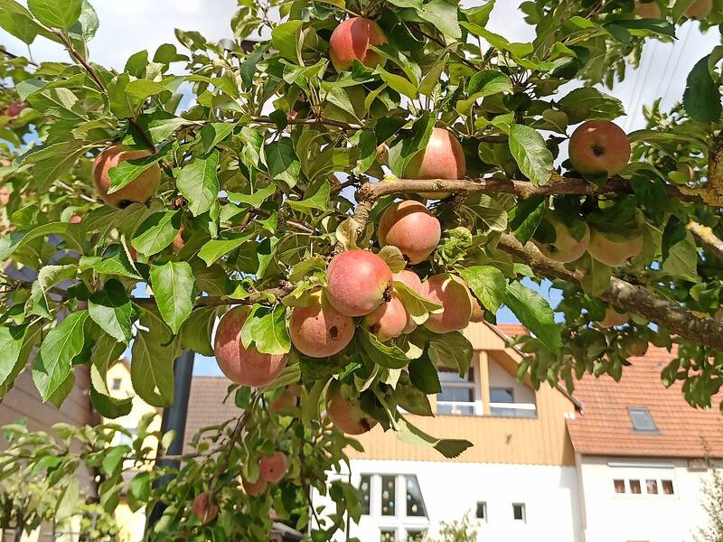 Apfelbaum auf dem Dorfplatz