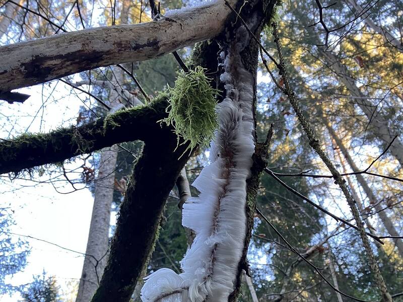 An einem frostigen Wintertag wächst an einem Baum in der Fuchsklinge Haareis.