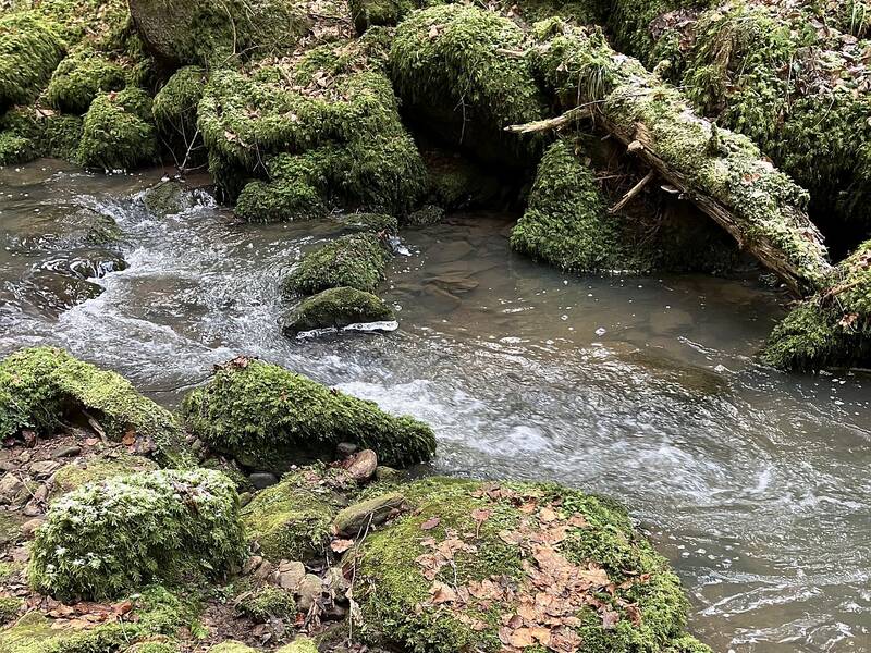 Munter sprudelt und gurgelt der Tälesbach durch die Fuchsklinge.