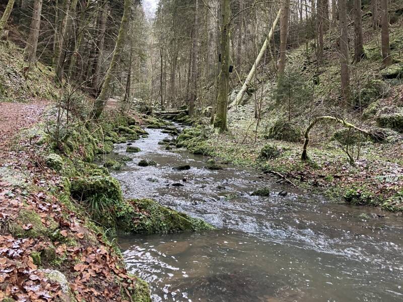 Fuchsklinge an einem kalten Januartag.