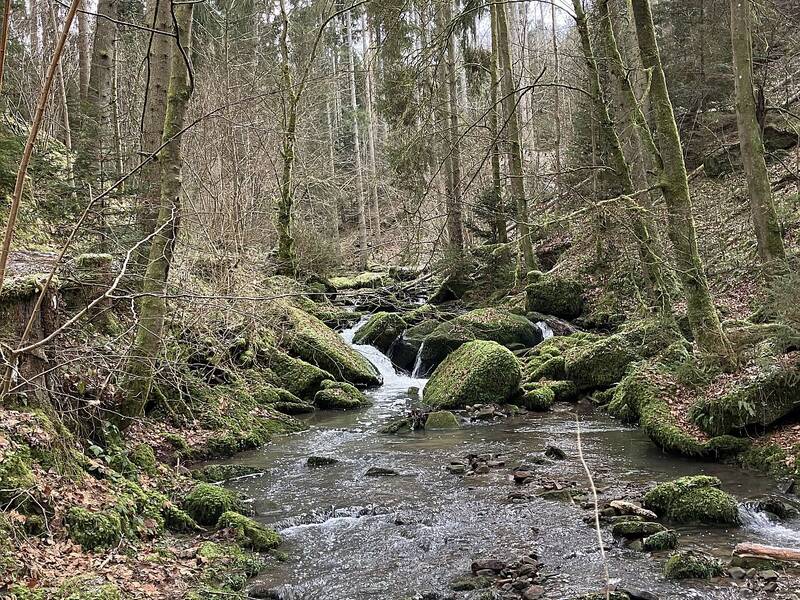 Ein Baum biegt sich wie ein gigantisches Tor über den Tälesbach in der Fuchsklinge.