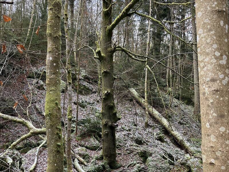 Pilze, Vögel und vielleicht Fledermäuse bewohnen dieses Baumveteranen in der Fuchsklinge.