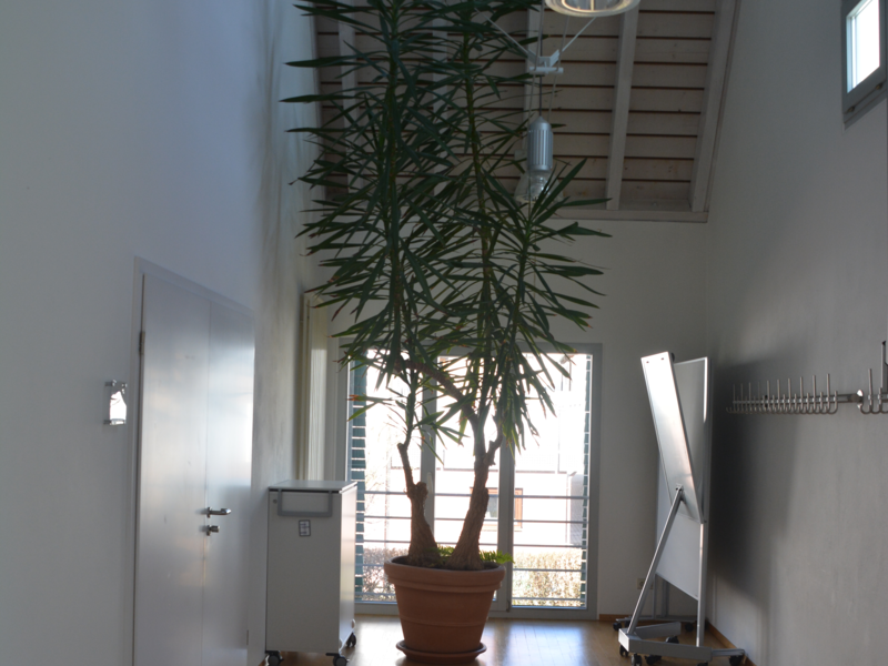 Eine gewaltige Palme reckt sich im Gang vor dem Sitzungssaal in die Höhe.
