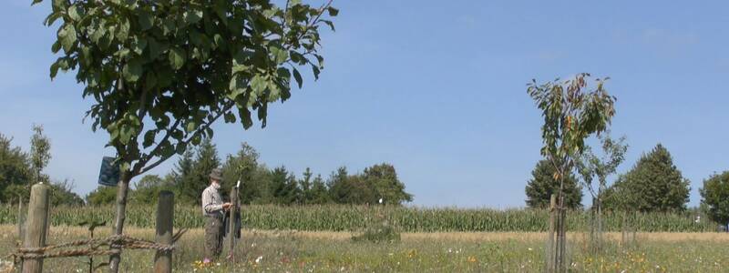 Junge Obstbäume erinnern an den einstigen Stiftuzngsgarten mit seinen 207 Bäumen.