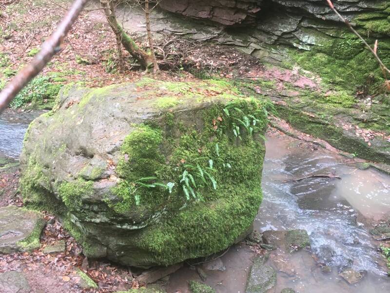 Moos und Farn wachsen auf einem dicken Felsbrocken in der Wolfsschlucht.