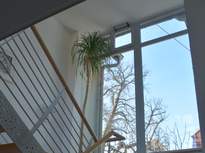 große Palme im hellen Treppenhaus in der Ortsverwaltung Neuhengstett