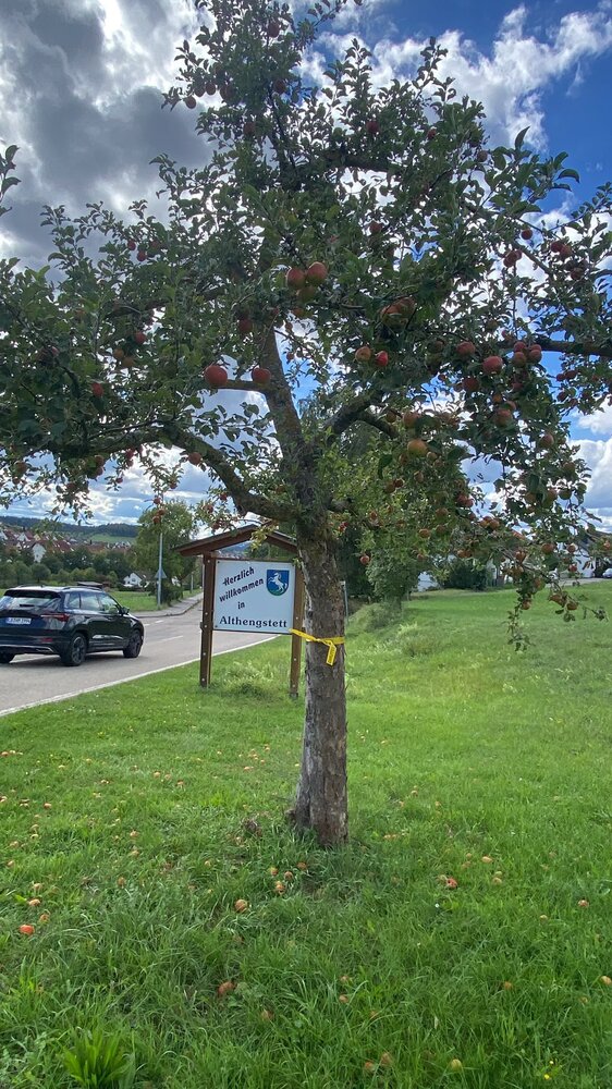 Ein gelbes Band an einem Baum im Gemeindegebiet Althengstett signalisiert: Hier darf geerntet werden!